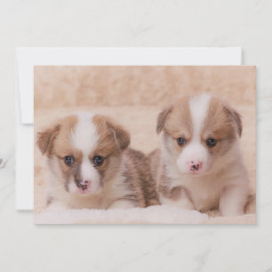 Carte De Remerciements Animaux de bébés cutest   Deux Marionnettes Corgi