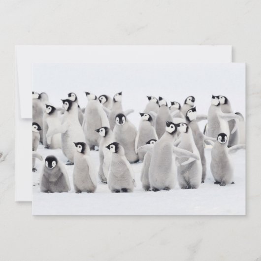 Carte De Remerciements Animaux de bébés cutest | Empereur Penguin Chicks (Devant)