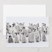 Carte De Remerciements Animaux de bébés cutest | Empereur Penguin Chicks (Devant / Derrière)