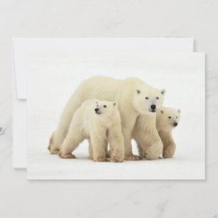 Carte De Remerciements Animaux de bébés cutest Famille d'ours polaires