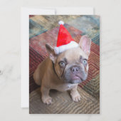 Carte De Remerciements Animaux de bébés cutest | French Bulldog Christmas (Devant)