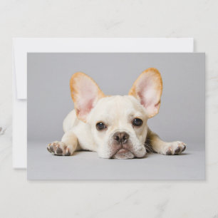 Carte De Remerciements Animaux de bébés cutest French Bulldog Lying Dow