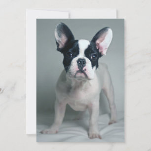 Carte De Remerciements Animaux de bébés cutest   French Bulldog Puppy