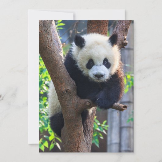 Carte De Remerciements Animaux de bébés cutest | Géant Panda Cub (Devant)