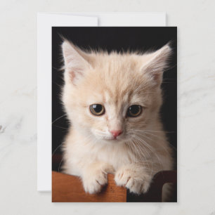 Carte De Remerciements Animaux de bébés cutest Ginger Kitten
