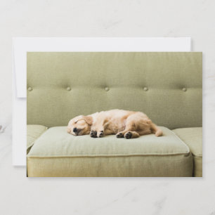Carte De Remerciements Animaux de bébés cutest Golden Retriever Puppy 2