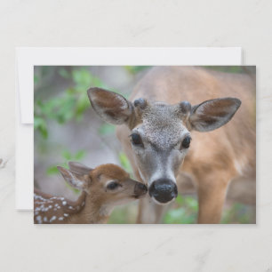 Carte De Remerciements Animaux de bébés cutest   Key Deer Stag & Fawn