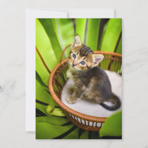 Carte De Remerciements Animaux de bébés cutest   Kitten dans le panier