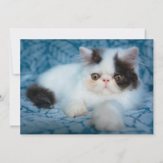 Carte De Remerciements Animaux de bébés cutest | Kitten noir et blanc (Devant)