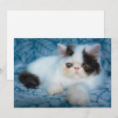 Carte De Remerciements Animaux de bébés cutest | Kitten noir et blanc (Devant / Derrière)