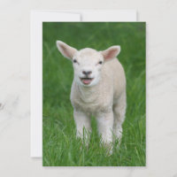 Animaux de bébés cutest | Lil Lamb