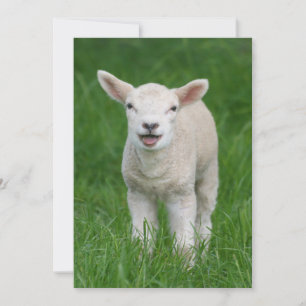 Carte De Remerciements Animaux de bébés cutest Lil Lamb