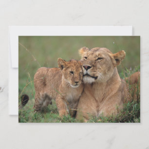 Carte De Remerciements Animaux de bébés cutest   Lion Cub & Mother