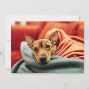 Carte De Remerciements Animaux de bébés cutest   Miniature Pinscher
