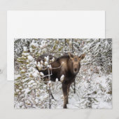 Carte De Remerciements Animaux de bébés cutest | Moose Calf (Devant / Derrière)
