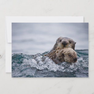 Carte De Remerciements Animaux de bébés cutest   Otter Baby & Mère