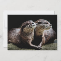 Animaux de bébés cutest | Otters tenant les mains