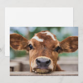 Carte De Remerciements Animaux de bébés cutest | Petite vache (Devant / Derrière)