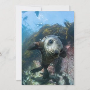 Carte De Remerciements Animaux de bébés cutest   Phoque sous-marin Cape F