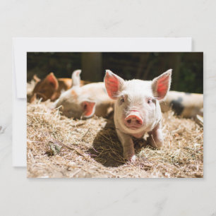 Carte De Remerciements Animaux de bébés cutest   Piglet bébé mignon