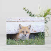 Carte De Remerciements Animaux de bébés cutest | Red Fox Kit Peeking (Debout devant)