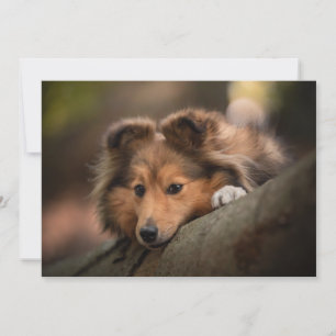 Carte De Remerciements Animaux de bébés cutest   Shetland Sheepdog Puppy