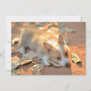 Carte De Remerciements Animaux de bébés cutest Shy Corgi