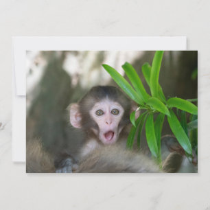 Carte De Remerciements Animaux de bébés cutest   Singe des neiges surpris