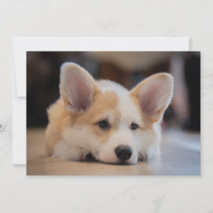 Carte De Remerciements Animaux de bébés cutest Sleepy Corgi Puppy