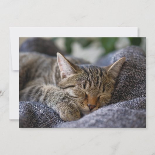 Carte De Remerciements Animaux de bébés cutest | Tabby Kitten Sommeil (Devant)