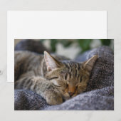 Carte De Remerciements Animaux de bébés cutest | Tabby Kitten Sommeil (Devant / Derrière)
