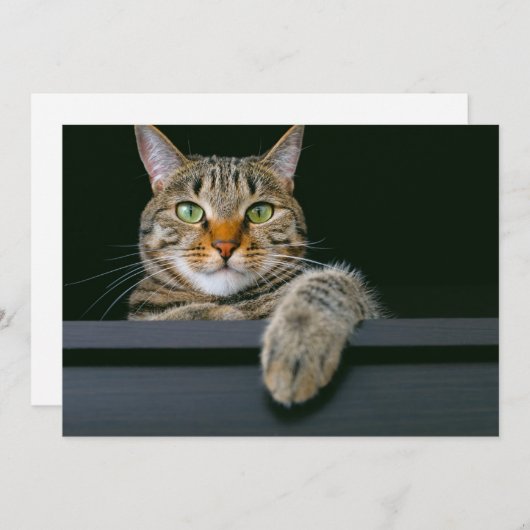 Carte De Remerciements Animaux de bébés cutest | Tête de chat gris Tabby (Devant / Derrière)