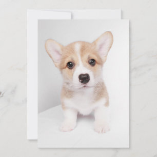 Carte De Remerciements Animaux de bébés cutest Tiny Corgi