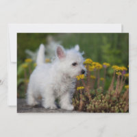 Animaux de bébés cutest | West Highland White Terr