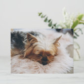 Carte De Remerciements Animaux de bébés cutest | Yorkshire Terrier (Debout devant)