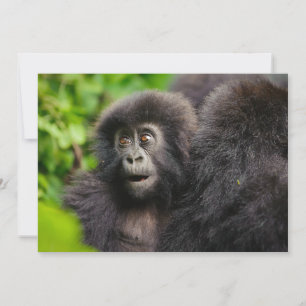 Carte De Remerciements Animaux de bébés cutest   Young Mountain Gorilla