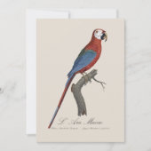Carte De Remerciements Ara chloroptère (Devant)