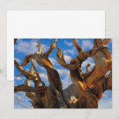 Carte De Remerciements Arbre de pin bristlecone (Devant / Derrière)