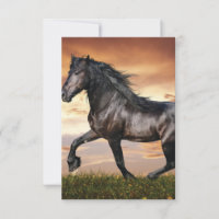 Beau Cheval Noir