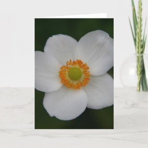 Carte De Remerciements beauté des pétales blancs