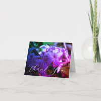 Belle Fleur de Jacinthe (Hyacinthus)