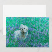 Carte De Remerciements Bichon Frise dans les Bluebonnets (Devant / Derrière)