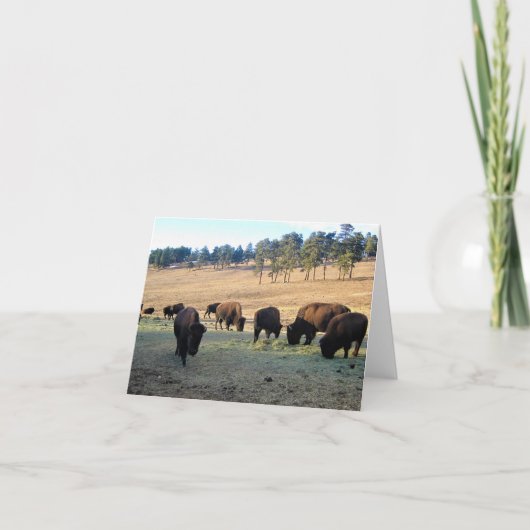 Carte De Remerciements Bison dans le Colorado (Devant)