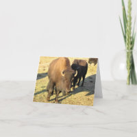 Bison dans le Colorado
