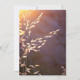 Carte De Remerciements blé le matin