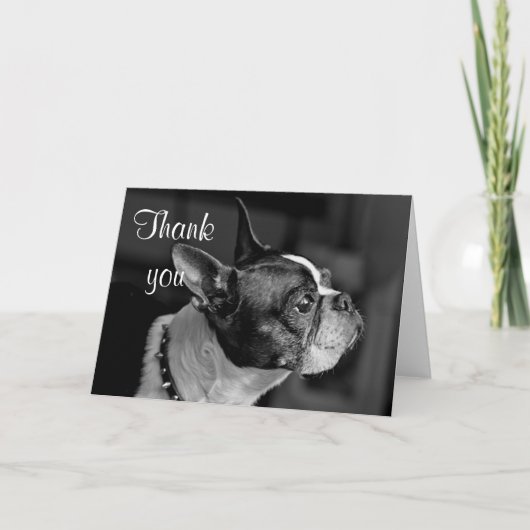 Carte De Remerciements Boston terrier (Devant)