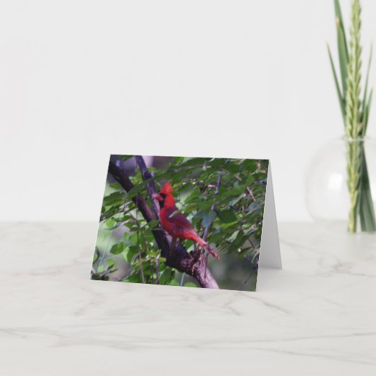 Carte De Remerciements Cardinal (Devant)