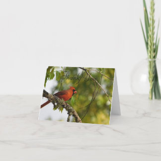 Carte De Remerciements Cardinal au printemps FL