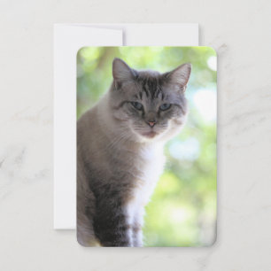 Carte De Remerciements Cat