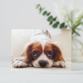 Carte De Remerciements Cavalier Charles Spaniel (Debout devant)